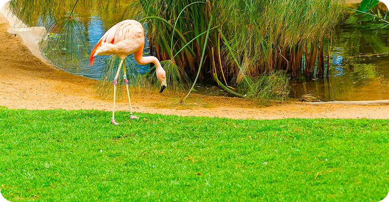 lawn maintenance service overview